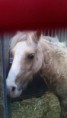 /album/fotogalerij-ponys-van-de-manege/loveblondie-jpg/