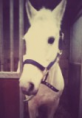 /album/fotogalerij-ponys-van-de-manege/alex4-png/