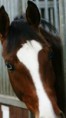 /album/fotogalerij-ponys-van-de-manege/chanel-jpg/