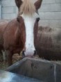 /album/fotogalerij-ponys-van-de-manege/flexx-jpg/