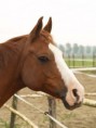 /album/fotogalerij-ponys-van-de-manege/ricie-jpg/
